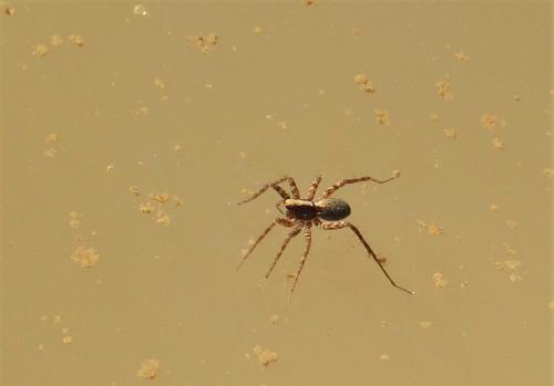 Réf. 243 149 : Pardosa sp.